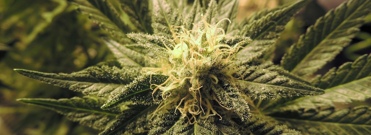 CBD Spastik