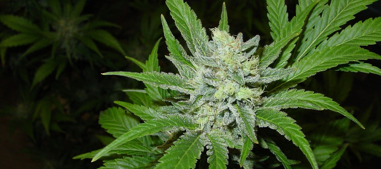 Cannabinoide bei unkontrollierten Muskelkontraktionen