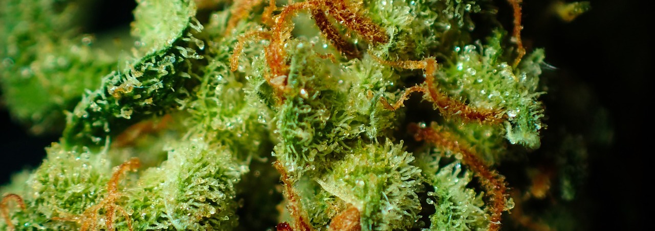 Hilft CBD bei Nierenerkrankungen