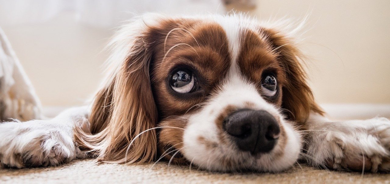 cbd kekse bei hunden