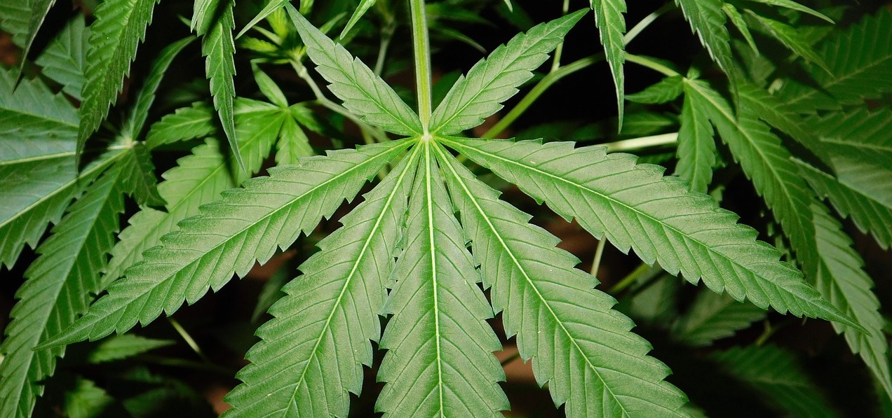 Ist Cannabisöl wirksam gegen Infektionen
